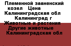 Племенной зааненский козел › Цена ­ 10 000 - Калининградская обл., Калининград г. Животные и растения » Другие животные   . Калининградская обл.